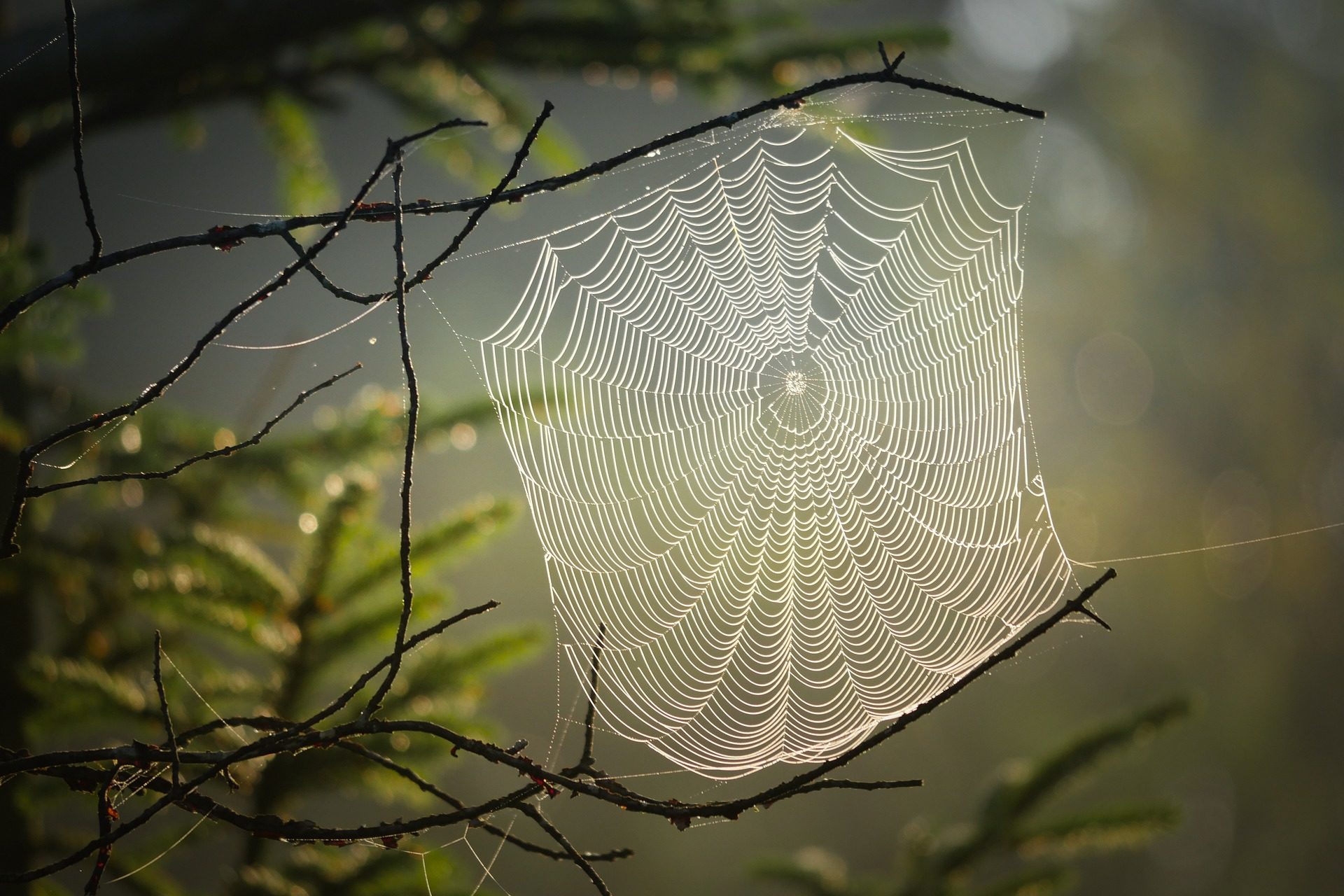 cobweb-4439844_1920-7659903-2